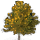 Fruit Tree