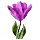 Byzantium Brodiaea
