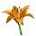 Amber Amaryllis