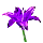 Lavender Lily