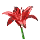 Small Poinsettia
