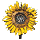 Saffron Sunflower