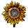 Pressed Sunflower