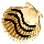 Striped Bronze Cockleshell