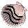 Striped Blush Cockleshell