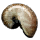 Simple Nautilus Shell