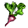 Small Radish
