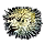 Bold Blowfish
