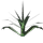 Wild Yucca Plant