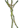 Jungle Vine Cluster